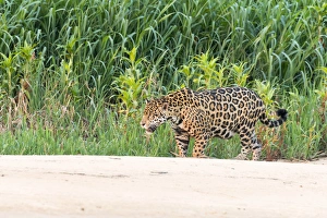 South America, Brazil, Mato Grosso, The Pantanal, Rio Cuiaba jaguar (Panthera onca)