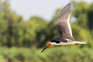 Images Dated 3rd September 2015: South America, Brazil, Mato Grosso, The Pantanal, black skimmer, (Rynchops niger)