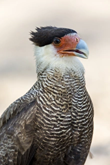 South America, Brazil, Mato Grosso, The Pantanal, southern crested caracara, (Caracara plancus)