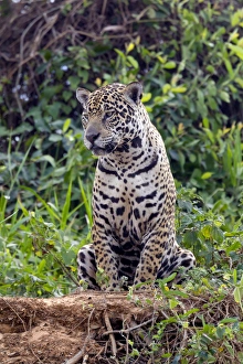 Images Dated 27th August 2013: South America, Brazil, Mato Grosso, The Pantanal, jaguar (Panthera onca)