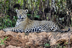 Images Dated 27th August 2013: South America, Brazil, Mato Grosso, The Pantanal, jaguar (Panthera onca)