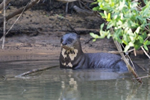 Images Dated 1st September 2015: South America, Brazil, Mato Grosso