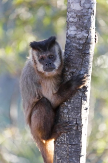 Images Dated 4th August 2012: South America, Brazil, Mato Grosso, The Pantanal, brown capuchin monkey, (Cebus apella)