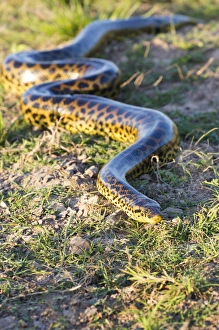 South America, Brazil, Mato Grosso, The Pantanal, Porto Jofre, yellow anaconda, (Eunectes notaeus)