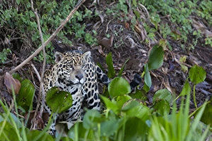 South America, Brazil, Mato Grosso, The Pantanal, Rio Cuiaba, jaguar, (Panthera onca)