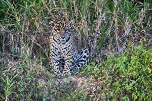 South America, Brazil, Mato Grosso, The Pantanal, Rio Cuiaba, jaguar, (Panthera onca)