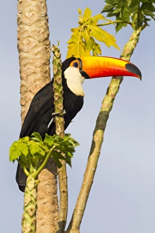 Images Dated 14th August 2012: South America, Brazil, Mato Grosso, The Pantanal, toco toucan, (Ramphastos toco)