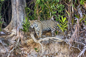 South America, Brazil, Mato Grosso, The Pantanal, Rio Cuiaba, jaguar, (Panthera onca)