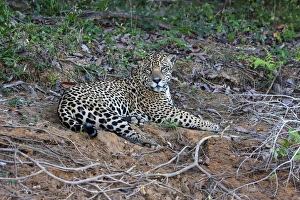 Images Dated 10th August 2012: South America, Brazil, Mato Grosso, The Pantanal, Rio Cuiaba, jaguar, (Panthera onca)
