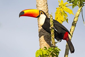 South America, Brazil, Mato Grosso, The Pantanal, toco toucan, (Ramphastos toco)