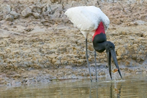 South America, Brazil, Mato Grosso, The Pantanal, Rio Cuiaba, jabiru (Jabiru mycteria)