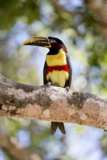 South America, Brazil, Mato Grosso, The Pantanal, chestnut-eared aracari, (Pteroglossus castanotis)