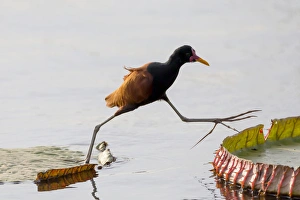 South America, Brazil, Mato Grosso, The Pantanal, Porto Jofre, wattled jacana, (Jacana jacana)