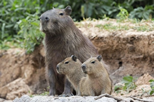 South America, Brazil, Mato Grosso, The Pantanal, capybara, (Hydrochaeris hydrochaeris)