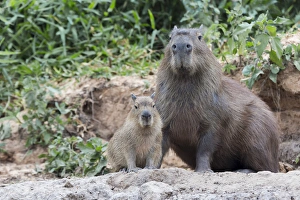 South America, Brazil, Mato Grosso, The Pantanal, capybara, (Hydrochaeris hydrochaeris)