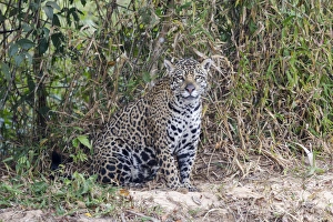 South America, Brazil, Mato Grosso, The Pantanal, Rio Cuiaba, jaguar (Panthera onca)