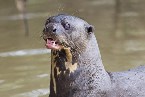South America, Brazil, Mato Grosso, The Pantanal, giant otter, (Pteronura brasiliensis)