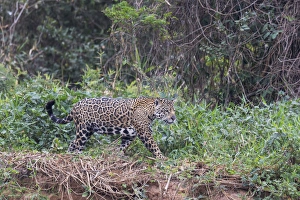 South America, Brazil, Mato Grosso, The Pantanal, Rio Cuiaba, jaguar (Panthera onca)
