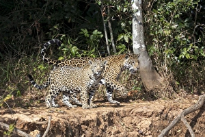 Images Dated 27th August 2013: South America, Brazil, Mato Grosso, The Pantanal, Rio Cuiaba, jaguars (Panthere onca)