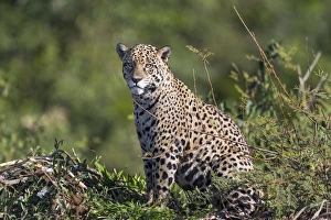 South America, Brazil, Mato Grosso, The Pantanal, Rio Cuiaba, jaguar (Panthera onca)