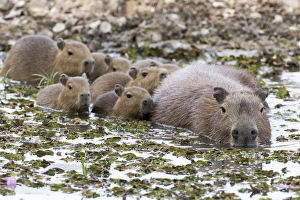 Images Dated 31st August 2013: South America, Brazil, Mato Grosso, The Pantanal, capybara, (Hydrochaeris hydrochaeris)