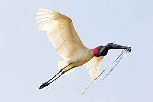 South America, Brazil, Mato Grosso, The Pantanal, jabiru (Jabiru mycteria)