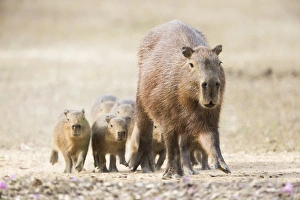 South America, Brazil, Mato Grosso, The Pantanal, capybara, (Hydrochaeris hydrochaeris)