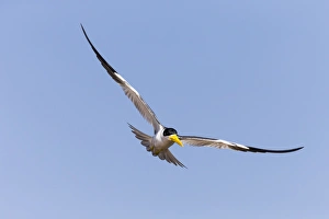 Images Dated 28th August 2015: South America, Brazil, Mato Grosso, The Pantanal, large-billed tern, (Phaetusa simplex)