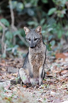 South America, Brazil, Mato Grosso, The Pantanal, crab-eating fox, (Cerdocyon thous)