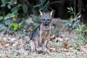 Images Dated 30th August 2015: South America, Brazil, Mato Grosso, The Pantanal, crab-eating fox, (Cerdocyon thous)