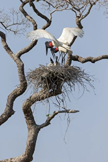 Images Dated 31st August 2015: South America, Brazil, Mato Grosso, The Pantanal, jabiru, (Jabiru mycteria)