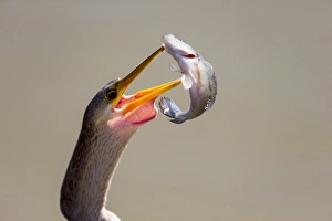 Images Dated 31st August 2015: South America, Brazil, Mato Grosso, The Pantanal, anhinga, female, (Anhinga anhinga)