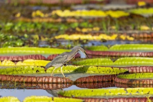 Images Dated 1st September 2015: South America, Brazil, Mato Grosso, The Pantanal, Porto Jofre, giant lily pads