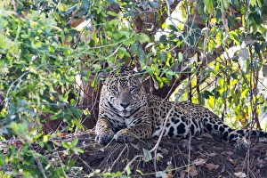 Images Dated 5th September 2015: South America, Brazil, Mato Grosso, The Pantanal, Rio Cuiaba, jaguar, (Panthera onca)