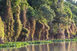 Images Dated 3rd September 2015: South America, Brazil, Mato Grosso, The Pantanal, Rio Negro