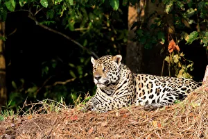 Majestic Prints: South America, Brazil, Mato Grosso, The Pantanal, jaguar, (Panthera onca)