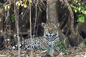 Images Dated 5th September 2015: South America, Brazil, Mato Grosso, The Pantanal, jaguar, (Panthera onca)