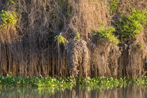 Images Dated 3rd September 2015: South America, Brazil, Mato Grosso, The Pantanal, Rio Negro