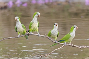 Images Dated 7th September 2015: South America, Brazil, Mato Grosso, The Pantanal, monk parakeets, (Myiopsitta monachus)