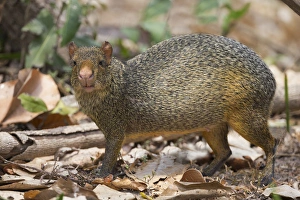 Images Dated 7th September 2015: South America, Brazil, Mato Grosso, The Pantanal, azaras agouti, (Dasyprocta azarae)
