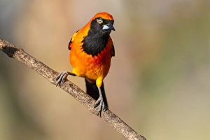 South America, Brazil, Mato Grosso, The Pantanal, orange-backed troupial, (Icterus croconotus)