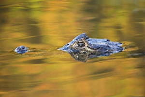 Images Dated 3rd August 2012: South America, Brazil, Mato Grosso, The Pantanal, black caiman, (Caiman niger)
