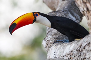 Images Dated 4th August 2012: South America, Brazil, Mato Grosso, The Pantanal, toco toucan, (Ramphastos toco)