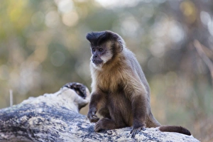 Images Dated 4th August 2012: South America, Brazil, Mato Grosso, The Pantanal, brown capuchin monkey, (Cebus apella)