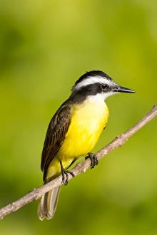 Images Dated 6th August 2012: South America, Brazil, Mato Grosso, The Pantanal, lesser kiskadee, (Philohydor lictor)