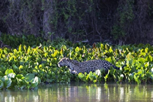Images Dated 9th August 2012: South America, Brazil, Mato Grosso, The Pantanal, Rio Cuiaba, jaguar, (Panthera onca)