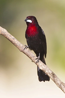 Images Dated 6th August 2012: South America, Brazil, Mato Grosso