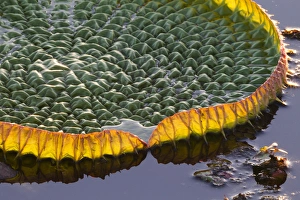 South America, Brazil, Mato Grosso, The Pantanal, Porto Jofre, giant lily pad, (Victoria amazonica)
