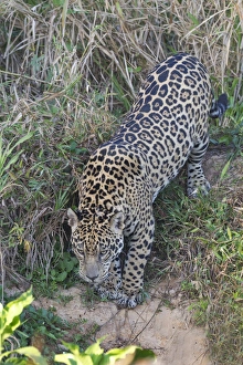 South America, Brazil, Mato Grosso, The Pantanal, Rio Cuiaba, jaguar, (Panthera onca)
