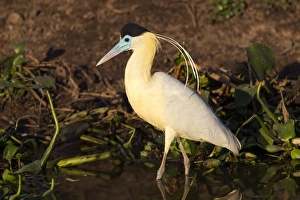 Images Dated 13th August 2012: South America, Brazil, Mato Grosso, The Pantanal, capped heron, (Pilherodius pileatus)